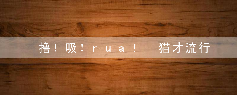 撸！吸！rua! 猫才流行这几年，你就玩不出新花样了